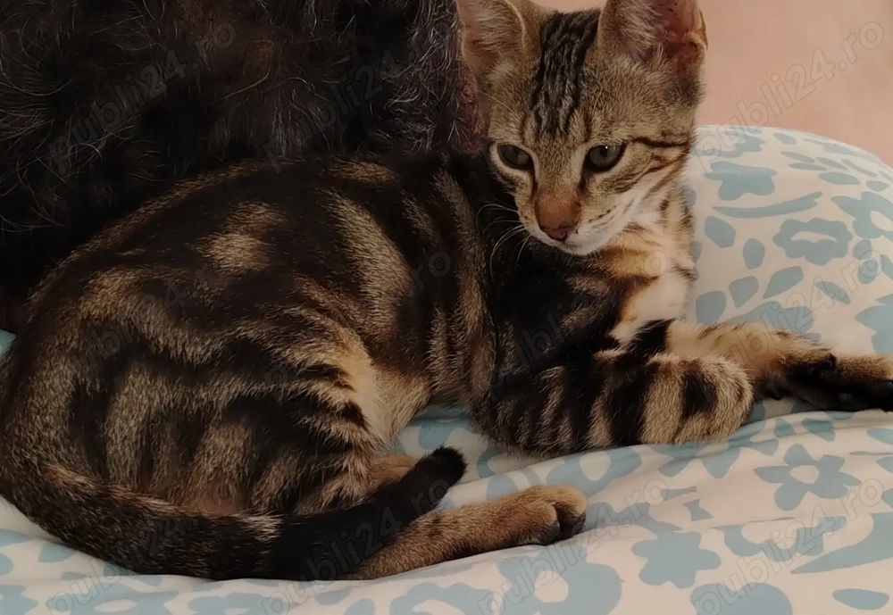 Pisicuta rasa Bengal Pisicuta rasa Bengal