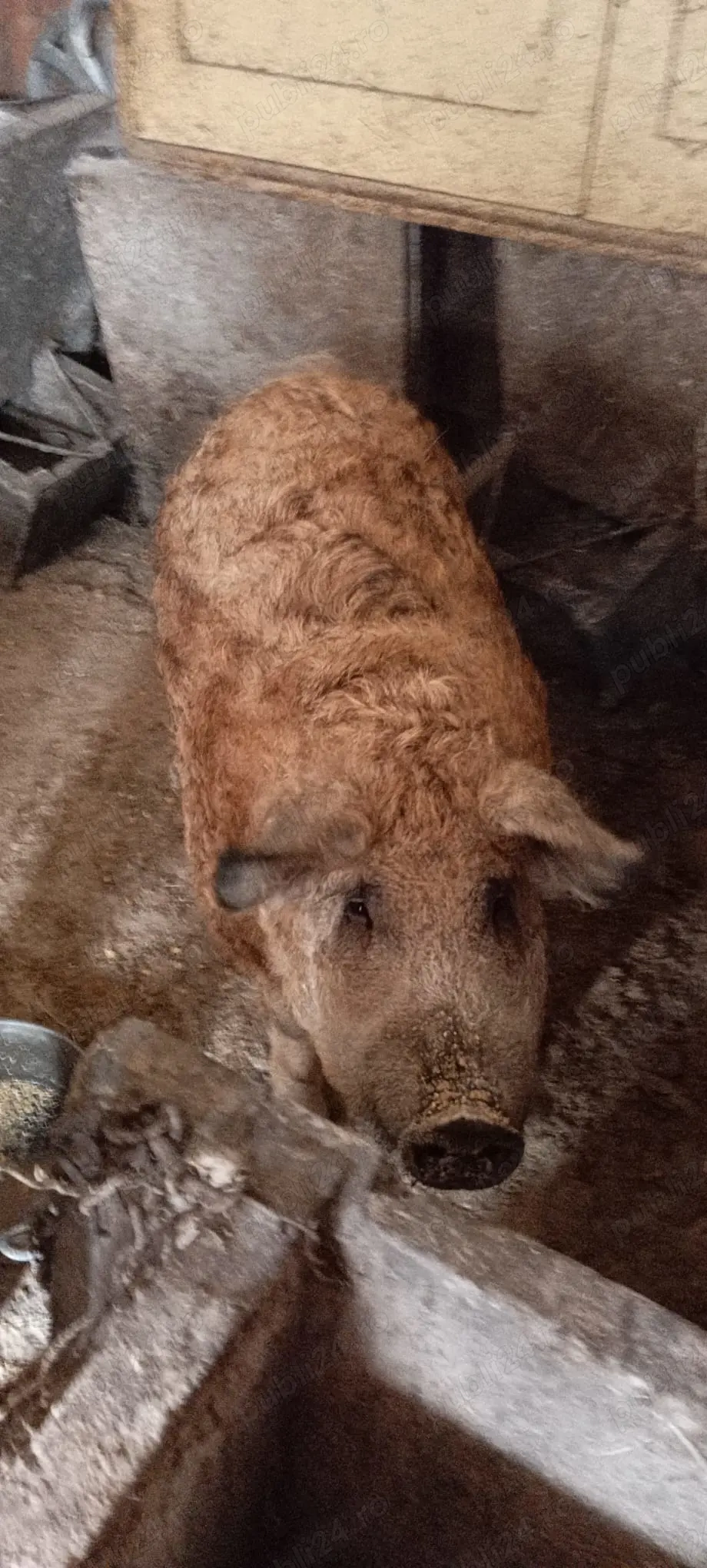 Porci grasi mangalita pur