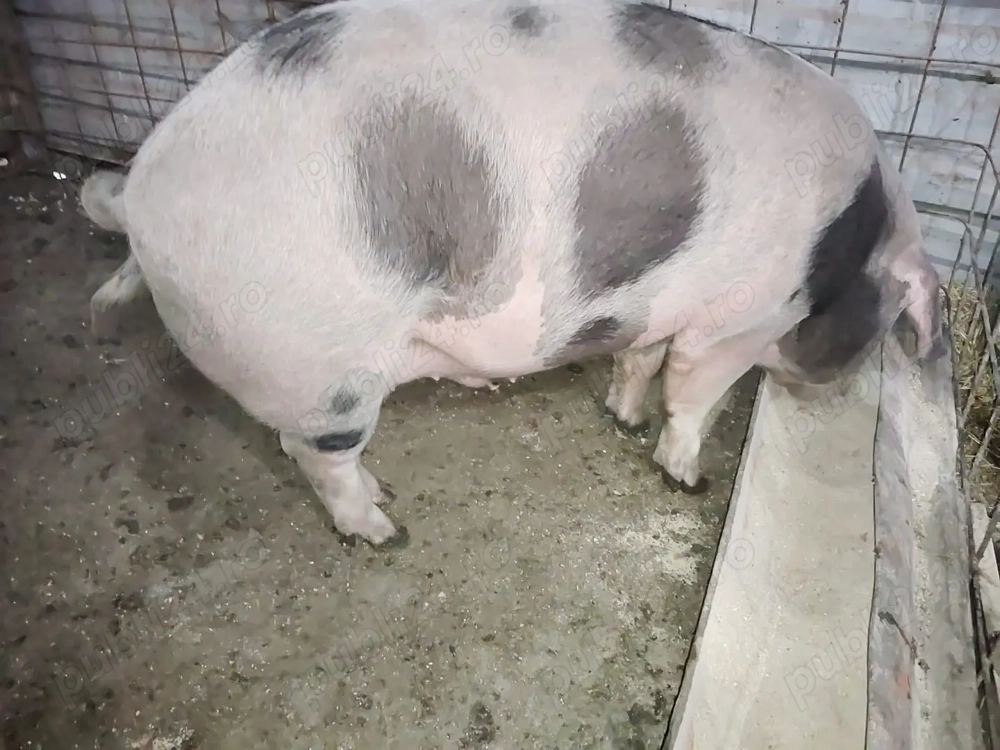 Vând porc pietrain-landras