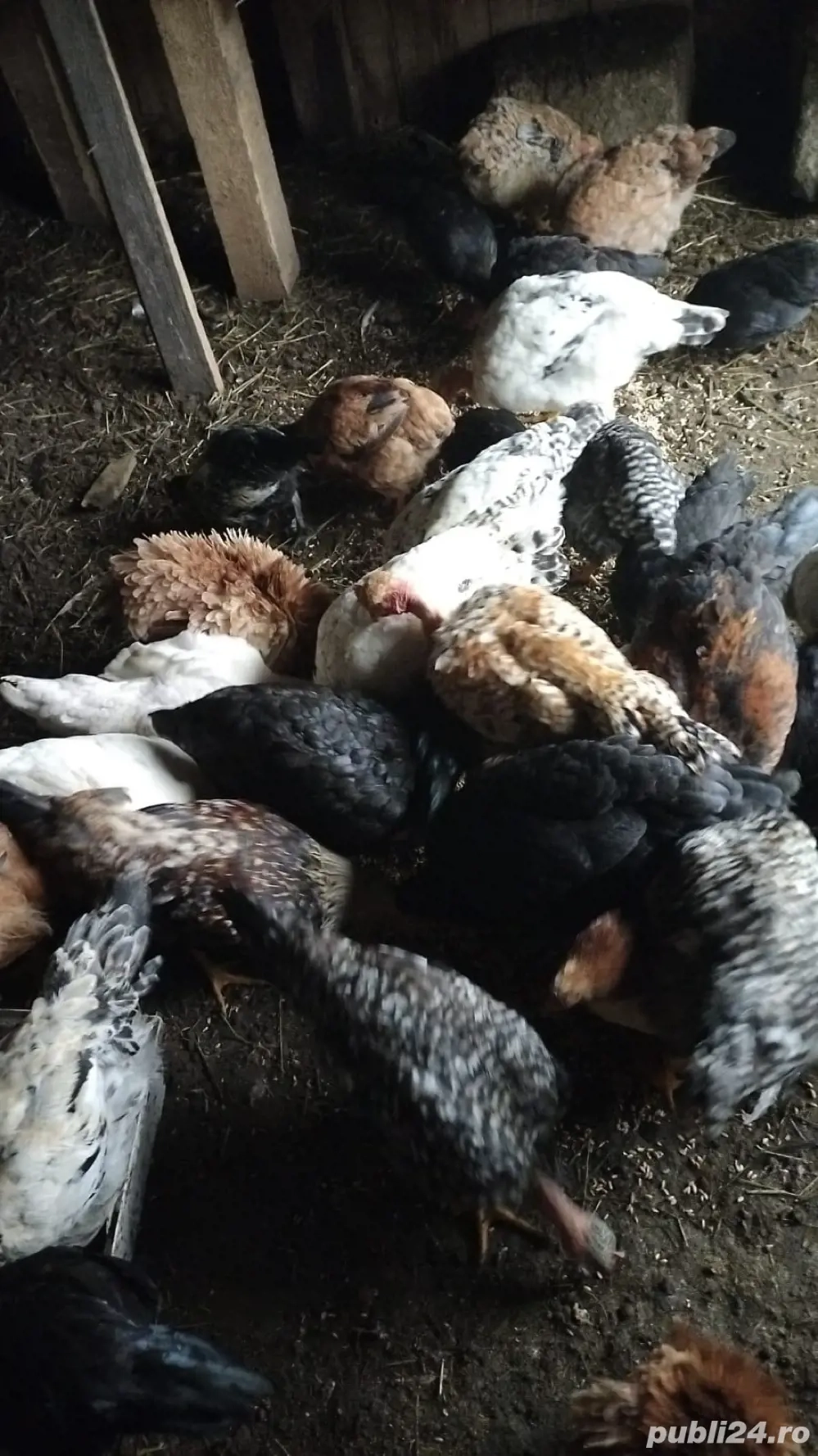 Vand puicute si cocosi  Vand puicute si cocosi