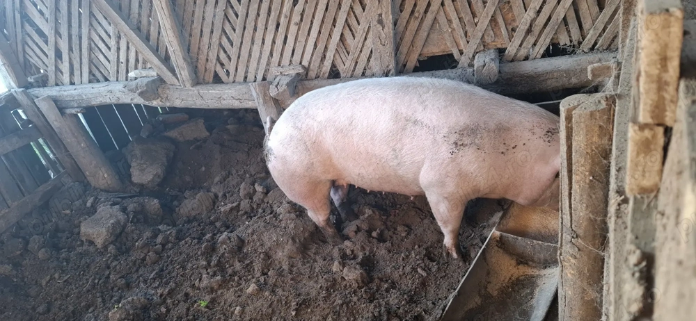 Se vinde 300-320 kg landrace Se vinde 300-320 kg landrace