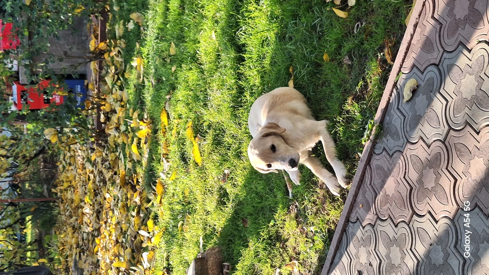 donez pui de labrador donez pui de labrador