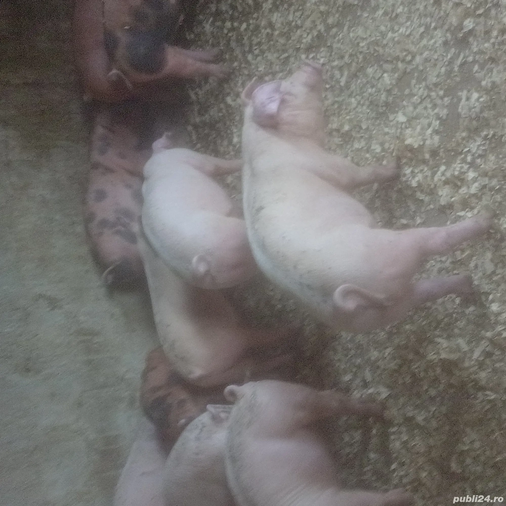 purcei si porci mari purcei si porci mari