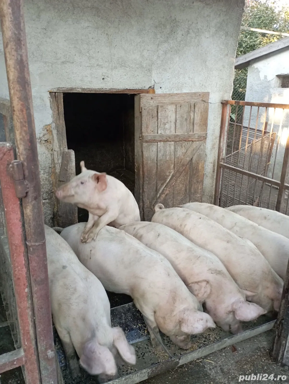 Soldani Duroc Soldani Duroc