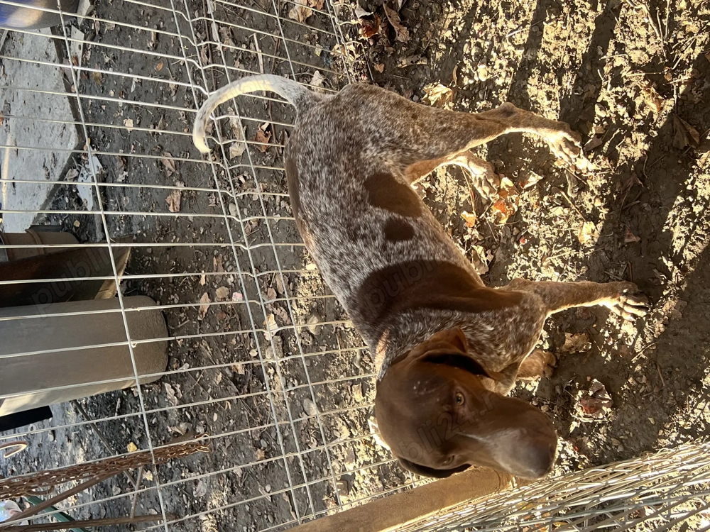 Vând Brac German pentru frufe . 