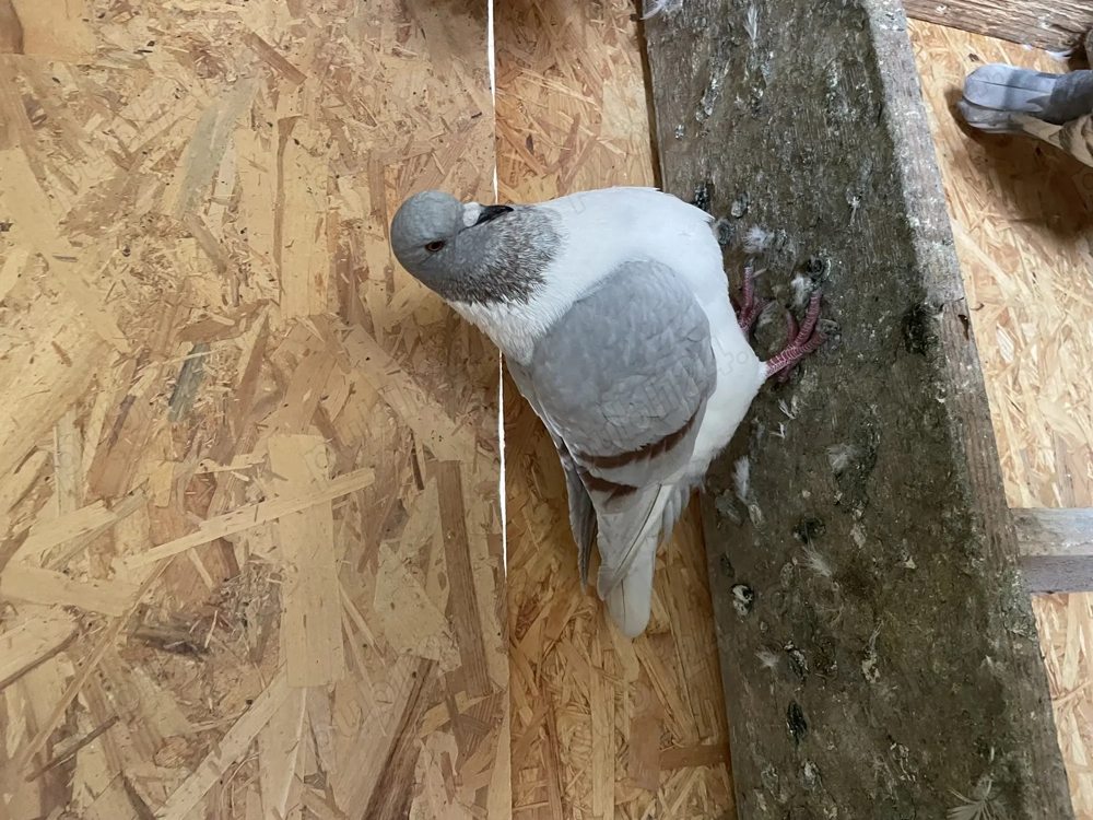 Porumbei Strasser din anul acesta 2025  Porumbei Strasser din anul acesta 2025