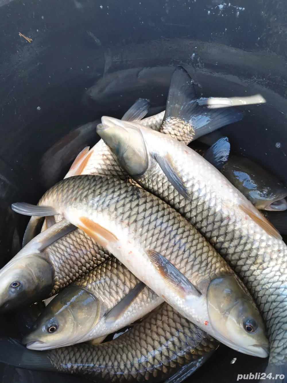 Sanger ,Novac,Ten si Crap Sanger ,Novac,Ten si Crap