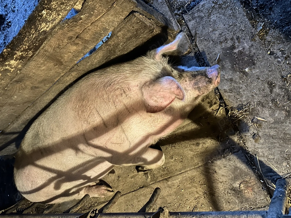 Porc bio de gospodărie 