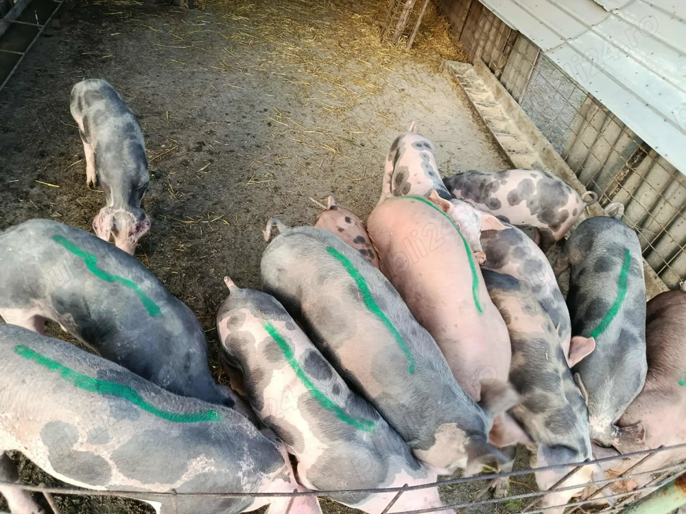 Vând purcei pietrean 