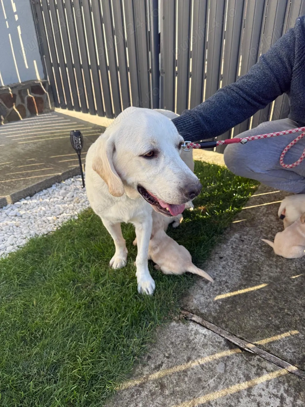 Vând labrador retriver Vând labrador retriver
