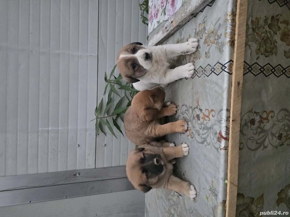 Câini de vânătoare