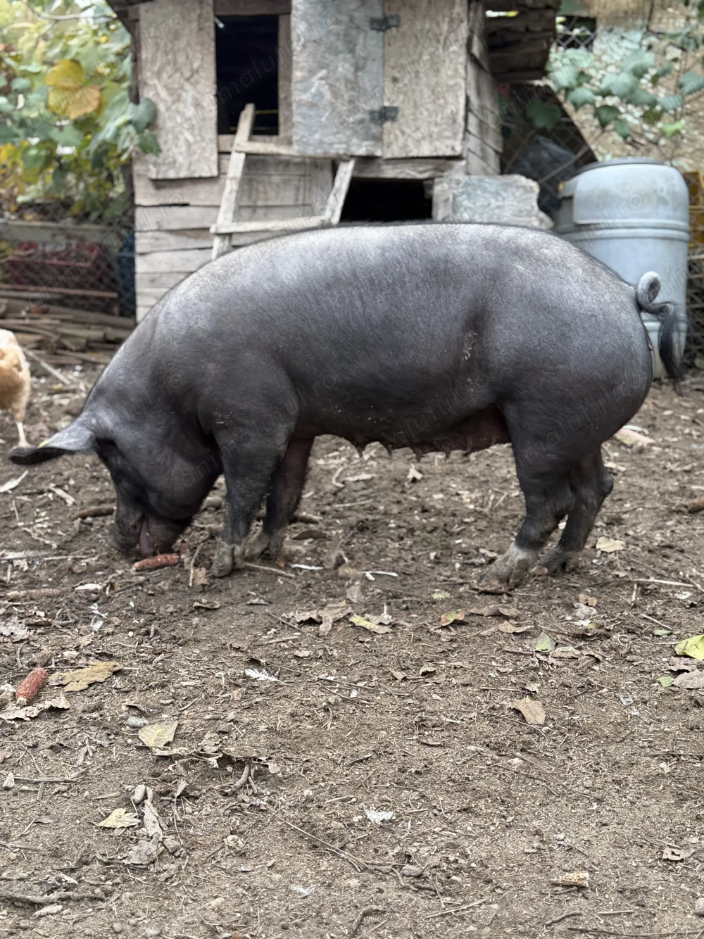 De vânzare purcea castrată