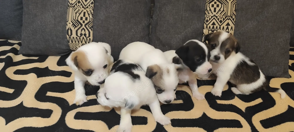 Bichon maltez 5 fetițe  Bichon maltez 5 fetițe