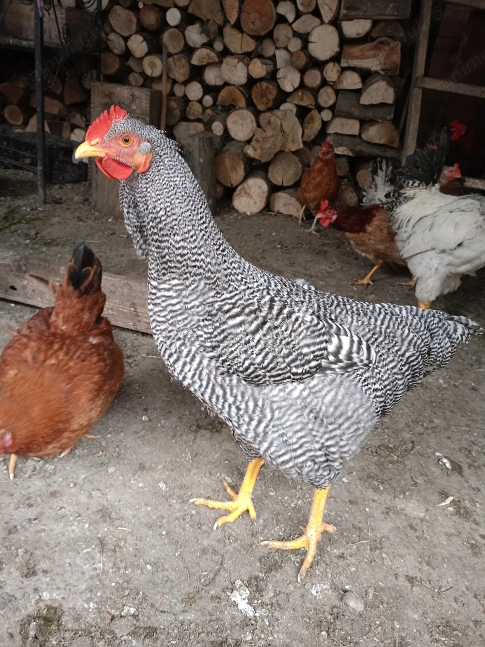 Cocosi australop plymont