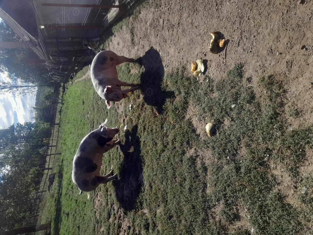 Vând doua scroafe de sacrificat