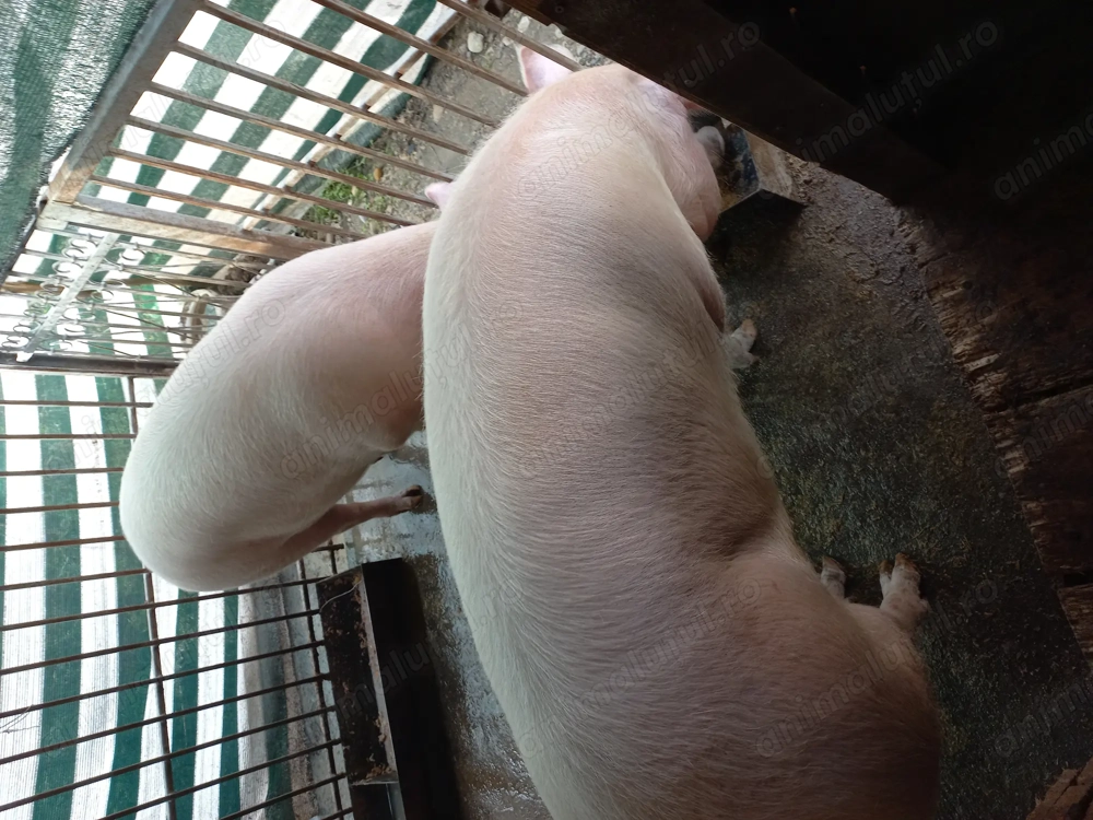 Vând purcica Vând purcica