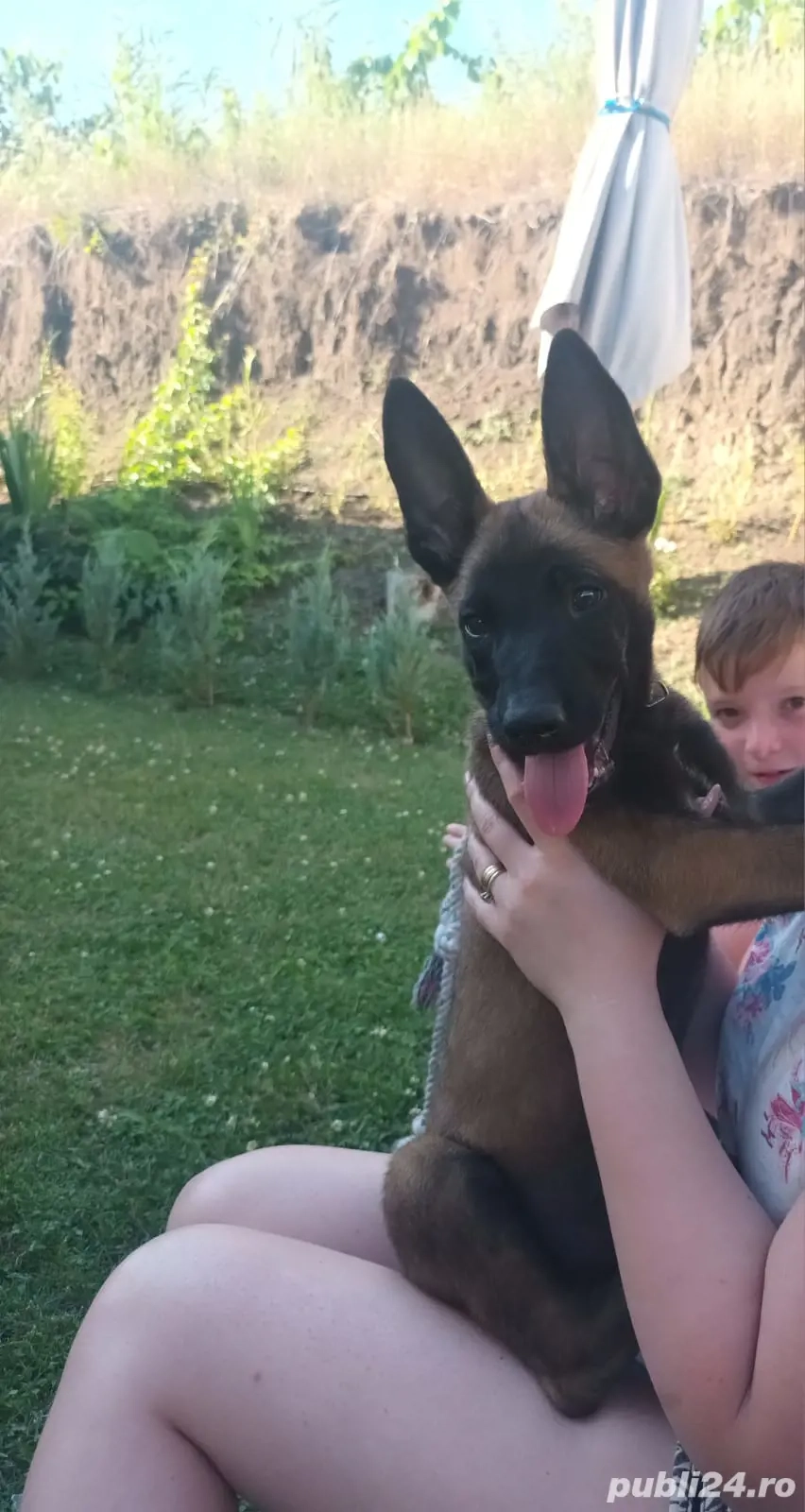 Ciobanesc belgian malinois. 