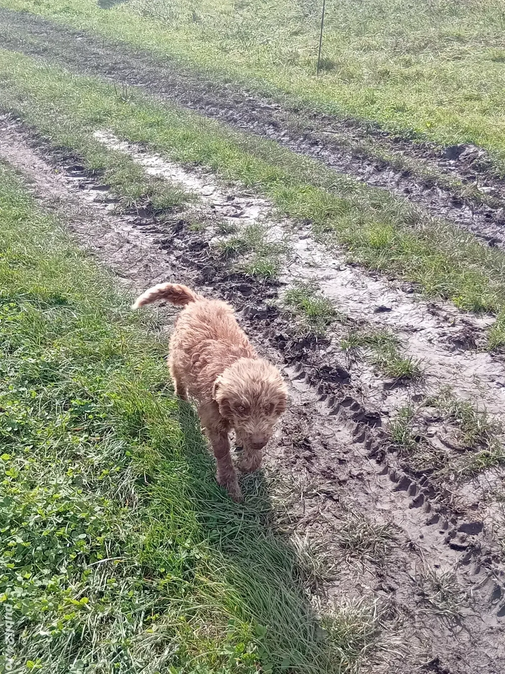 vand doi caini de intors garantati si o pereche de kangali