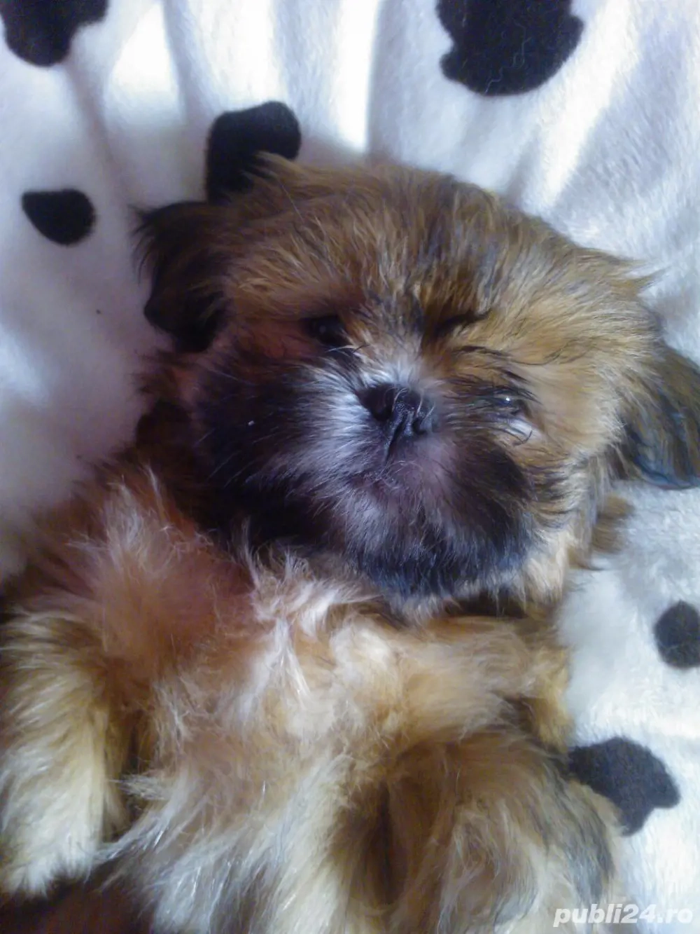 catelus shih t zu 2 lunite