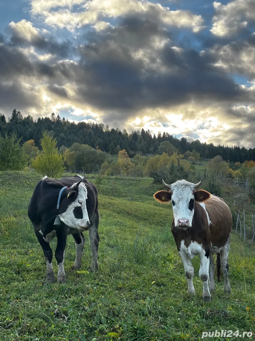 Vând Vacă Bâlțantă Românească! Vând Vacă Bâlțantă Românească!