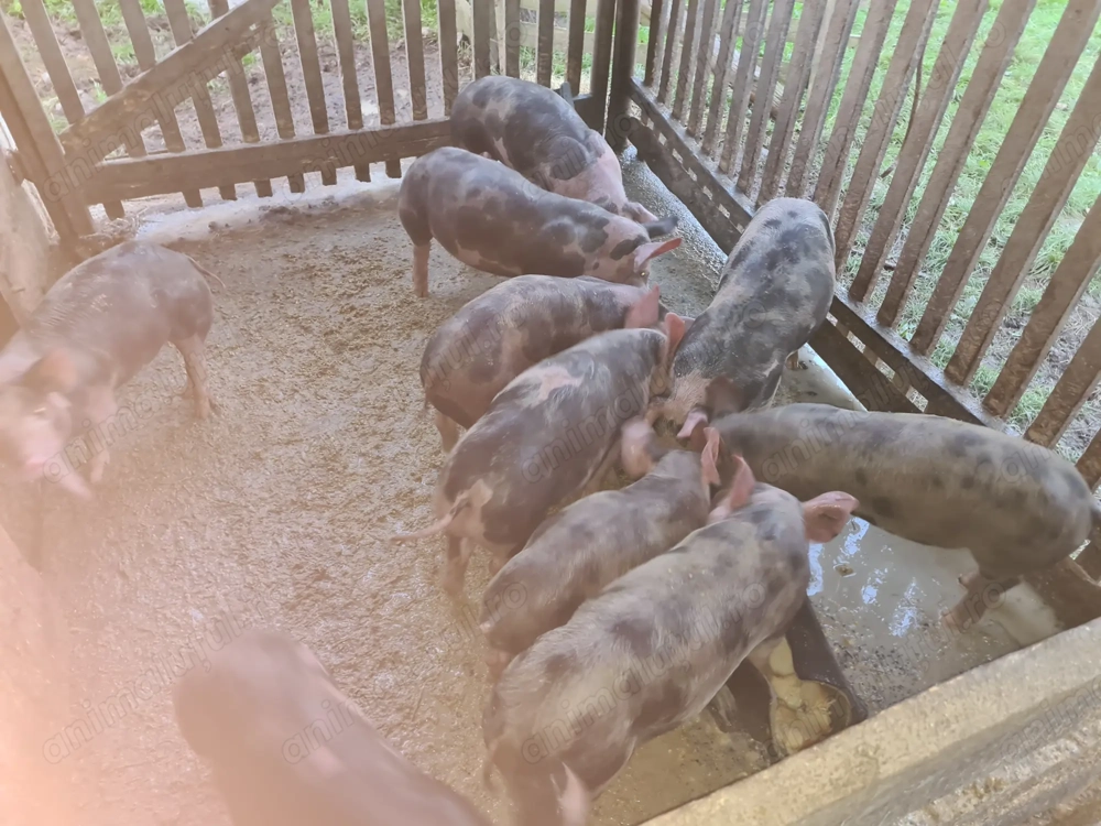 Vand purcei , Varfurile Arad Vand purcei , Varfurile Arad