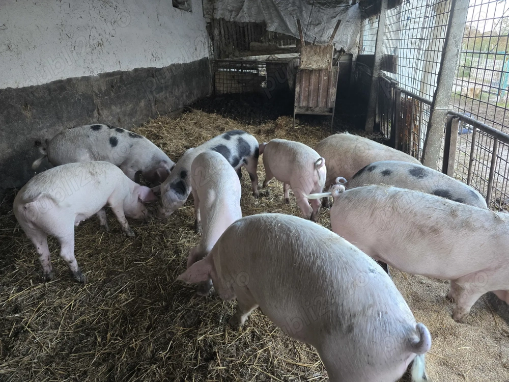 Vand porci greutate 70-130 kg