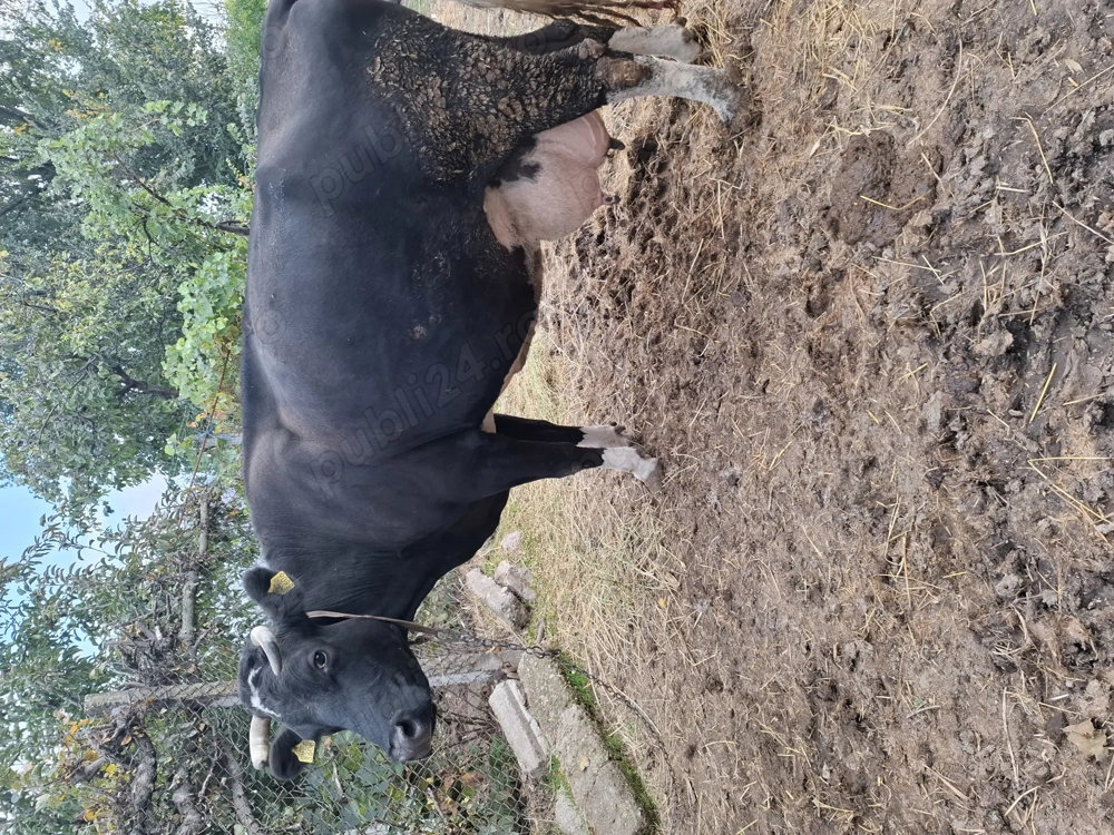 De vânzare o vaca și un cal .Mai multe detalii la  . De vânzare o vaca și un cal .Mai multe detalii la  .