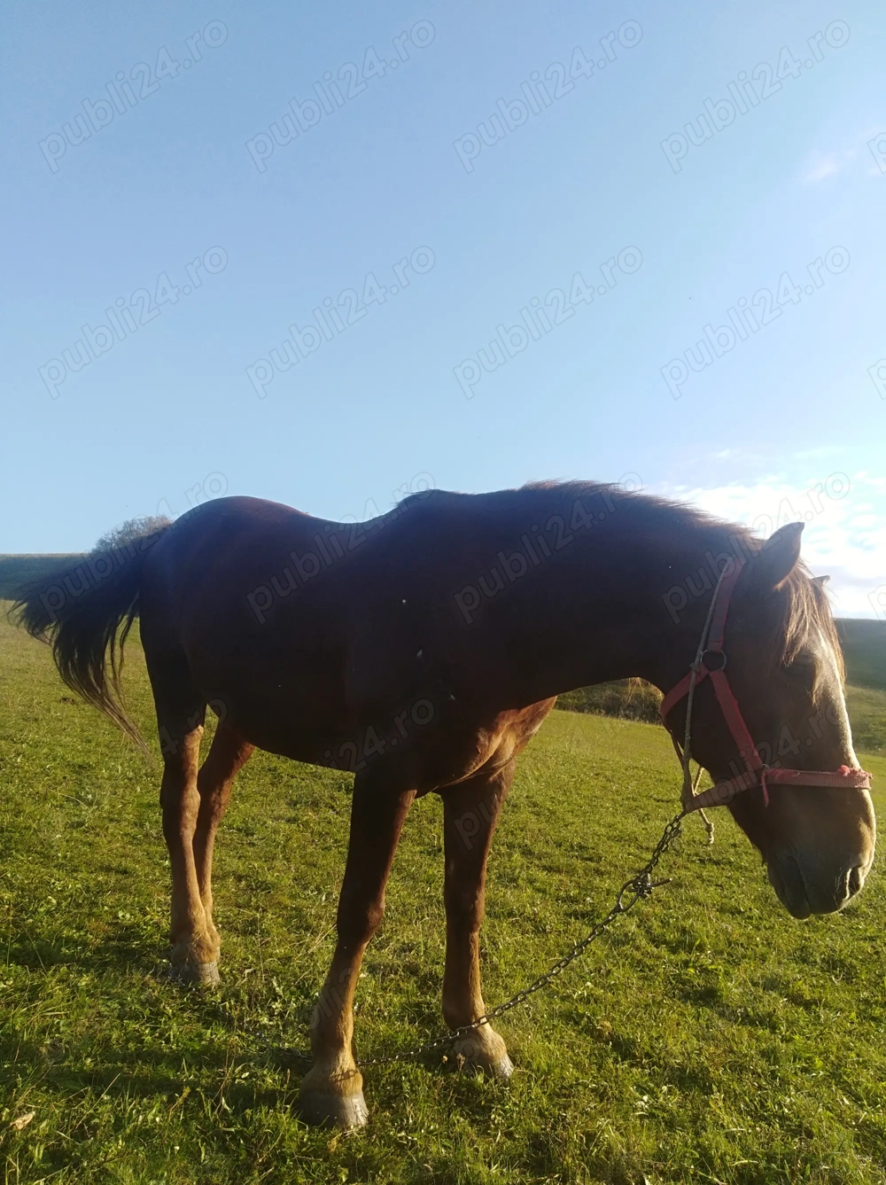 Vând   cal   de  ham  Vând   cal   de  ham