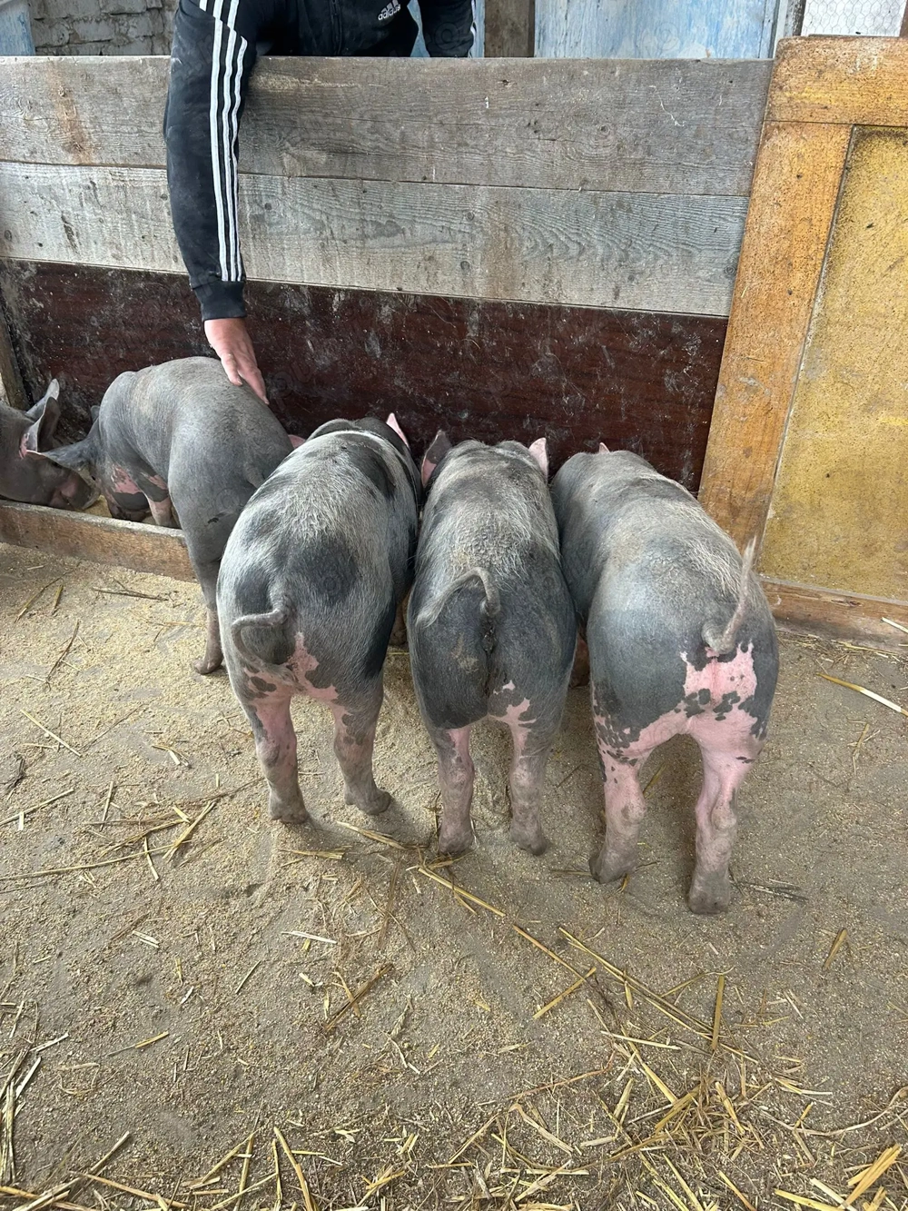 Purcei rasa pietrean