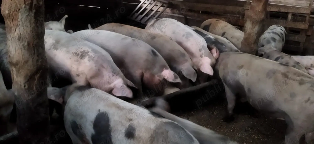 Vând porci 80-130 kg Vând porci 80-130 kg