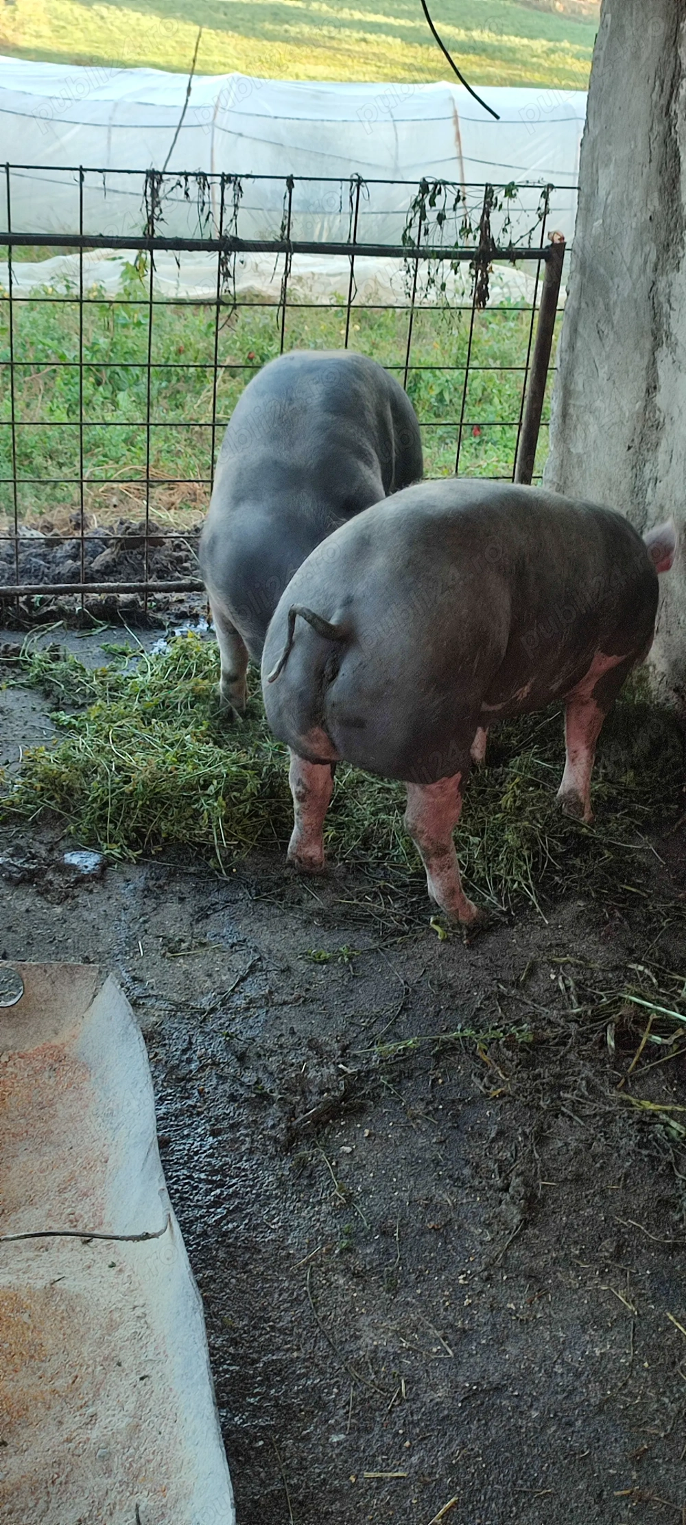 Vând porci pt sacrificat Vând porci pt sacrificat