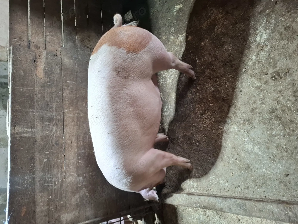 Porci de carne greutate 110 120 130 crescuți natural în  gospodărie 