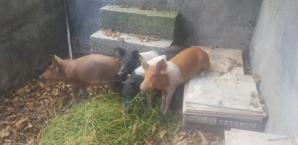 Purcei marele alb duroc si bazna