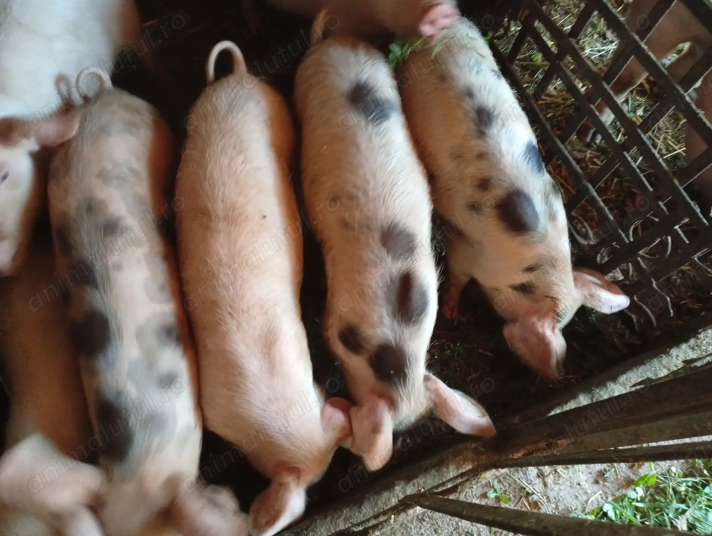 Purcei marele alb cu pietran de vânzare 