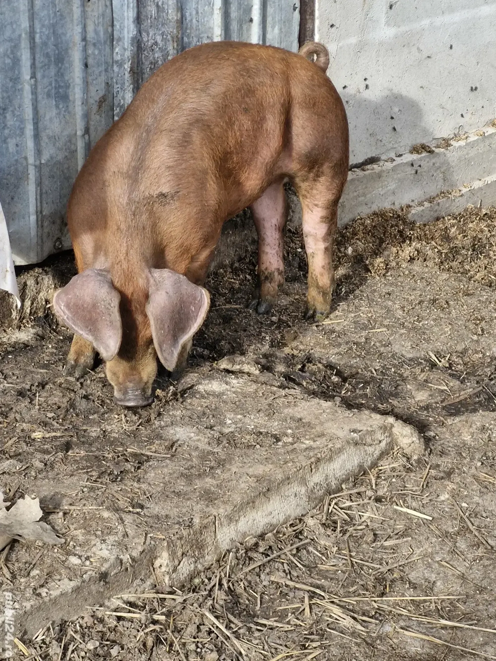 Purcei landrace și duroc 