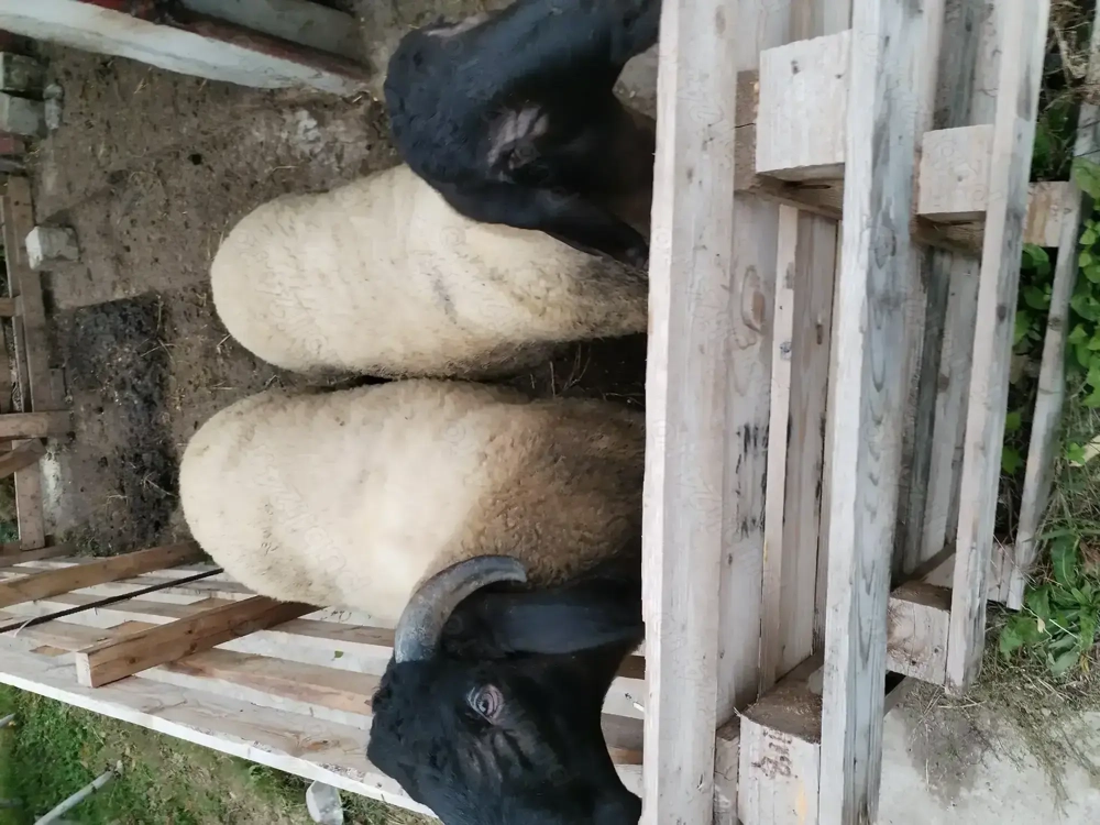 Berbec sarbesc de anul acesta  Berbec sarbesc de anul acesta