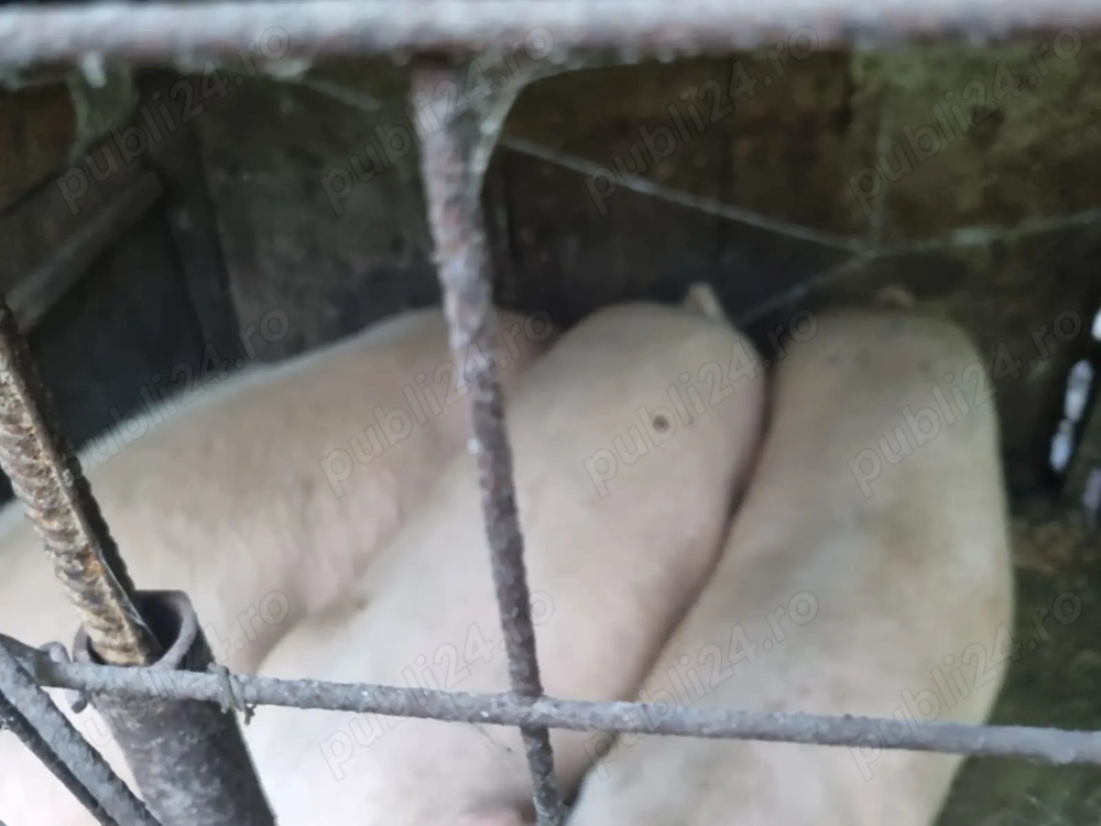Porci de vanzare Porci de vanzare