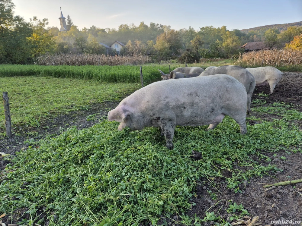 Porci de vânzare 