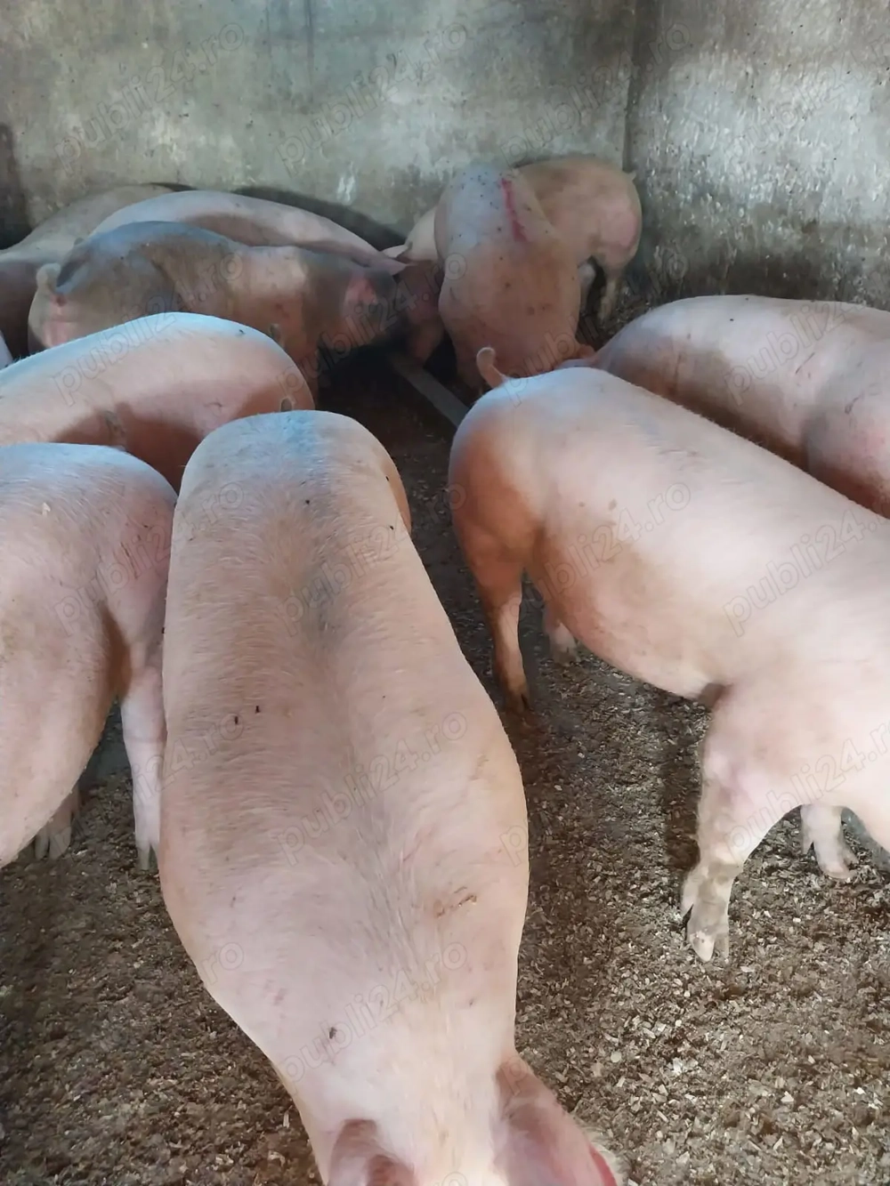 Porci mari de carne 100-300 kg 