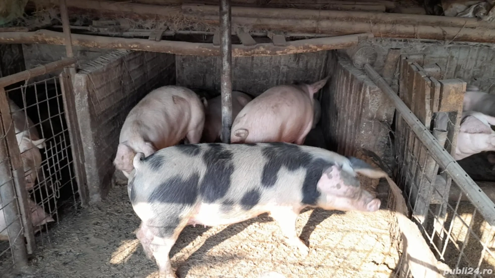 VAND PORCI 60-300KG RASĂ LANDRCE +MARELE ALB