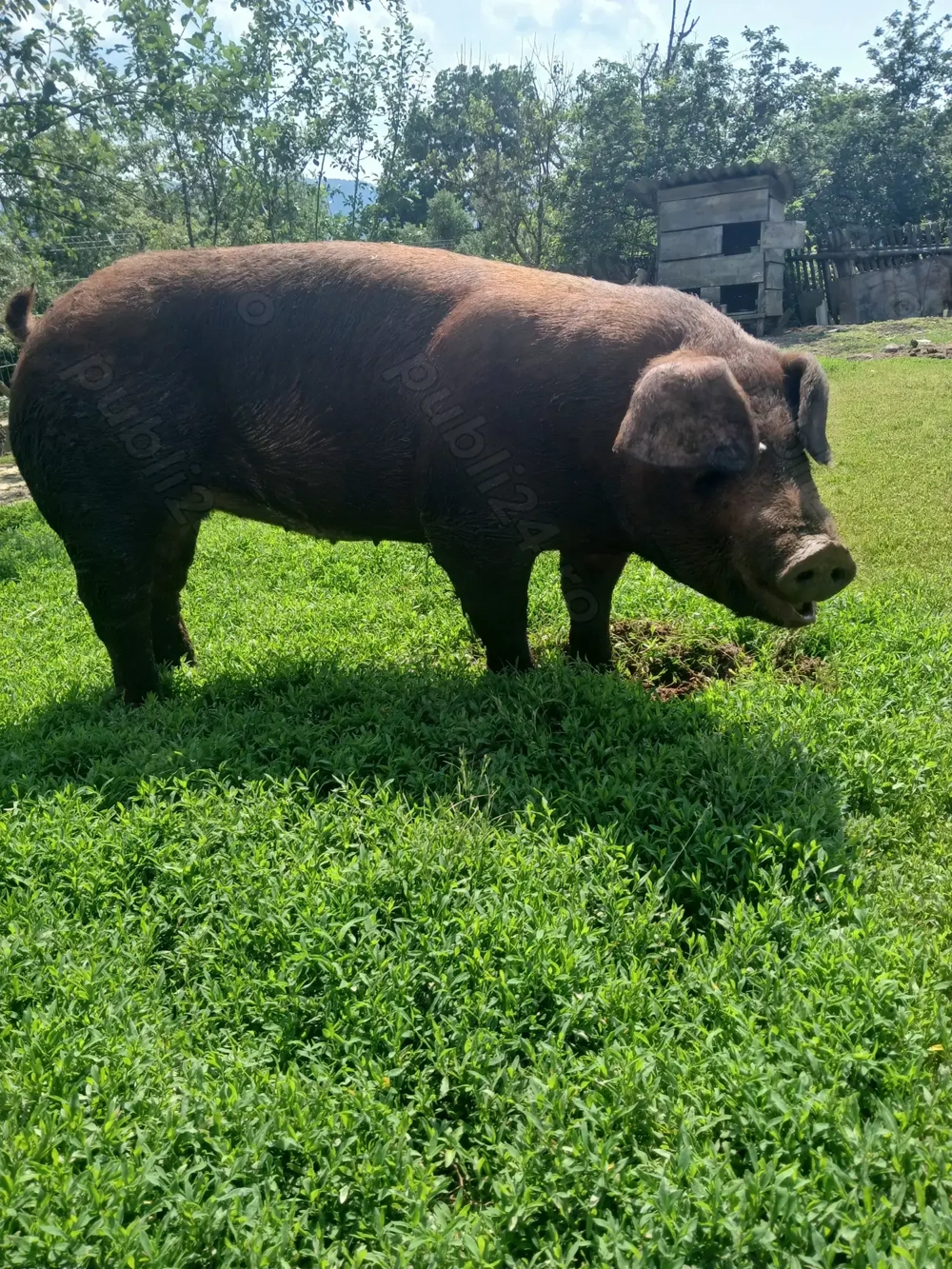 Vind scrofiță duroc . Vind scrofiță duroc .