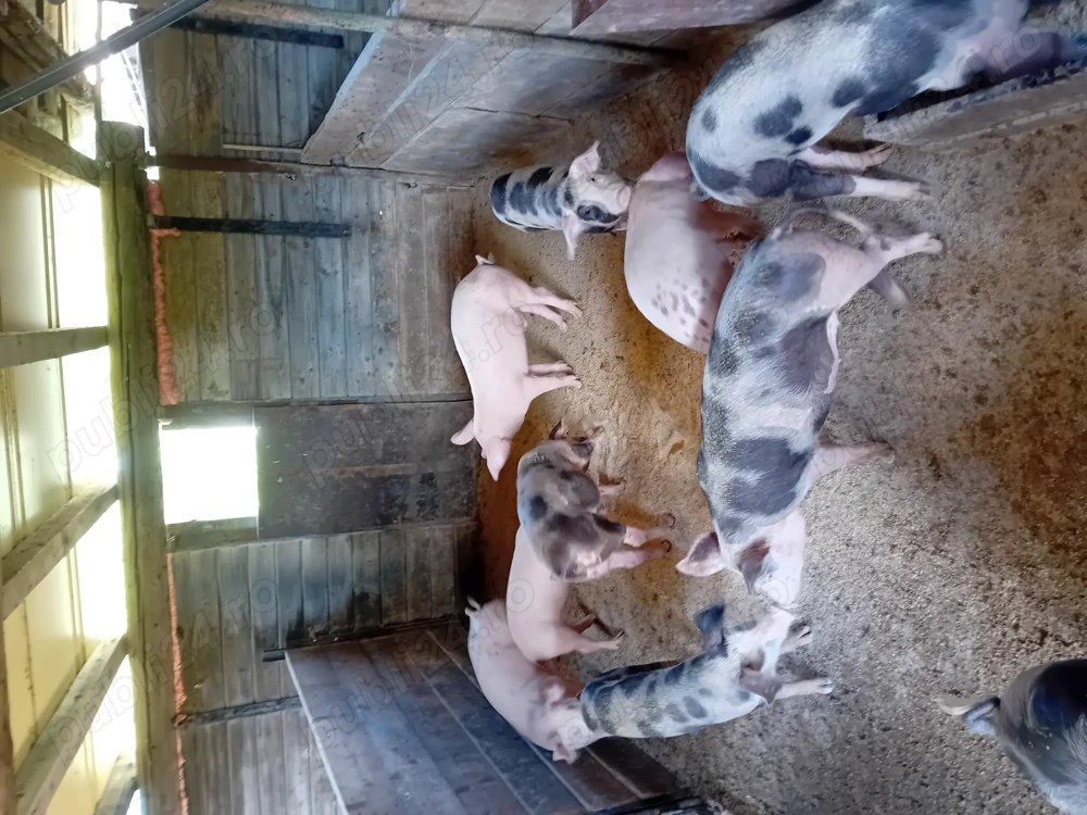 Porci de vanzare Porci de vanzare