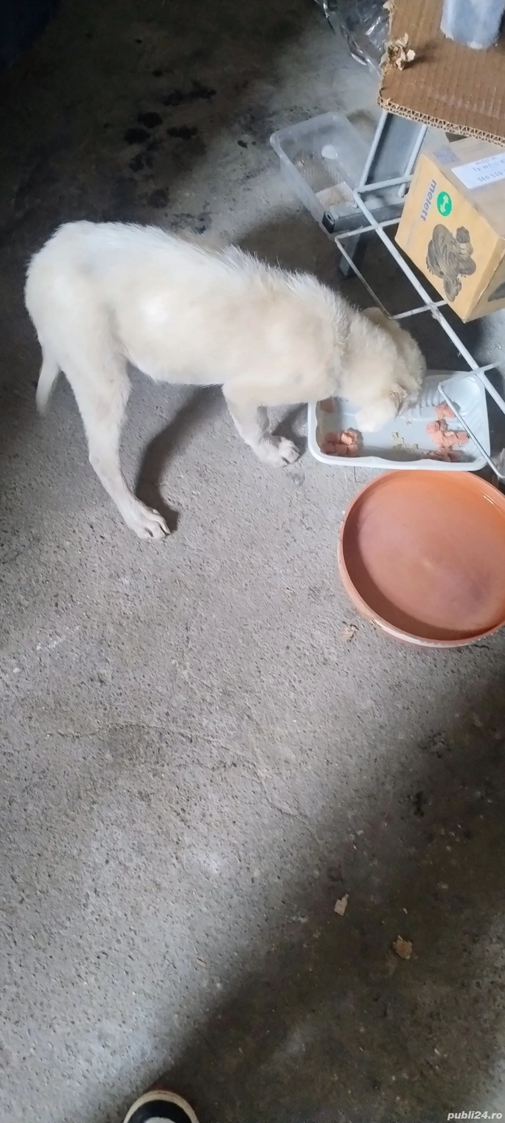 Cățeluș pentru adopție  Cățeluș pentru adopție