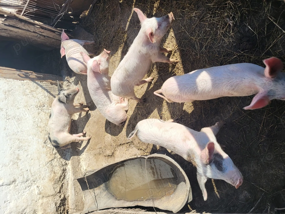 Vând purcei, 30saptamani 