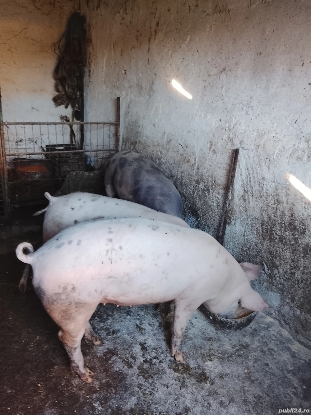 Porci de carne! Porci de carne!