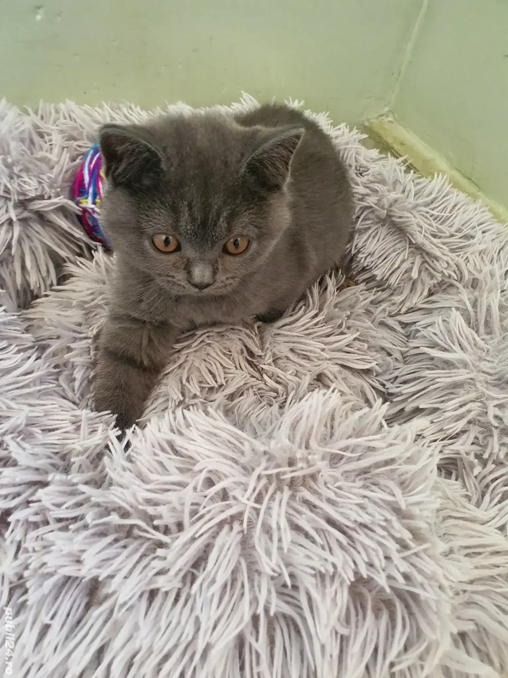 Pisoiași British shorthair blue 