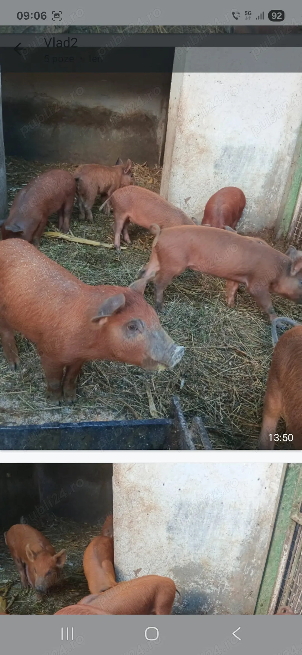Purcei duroc 