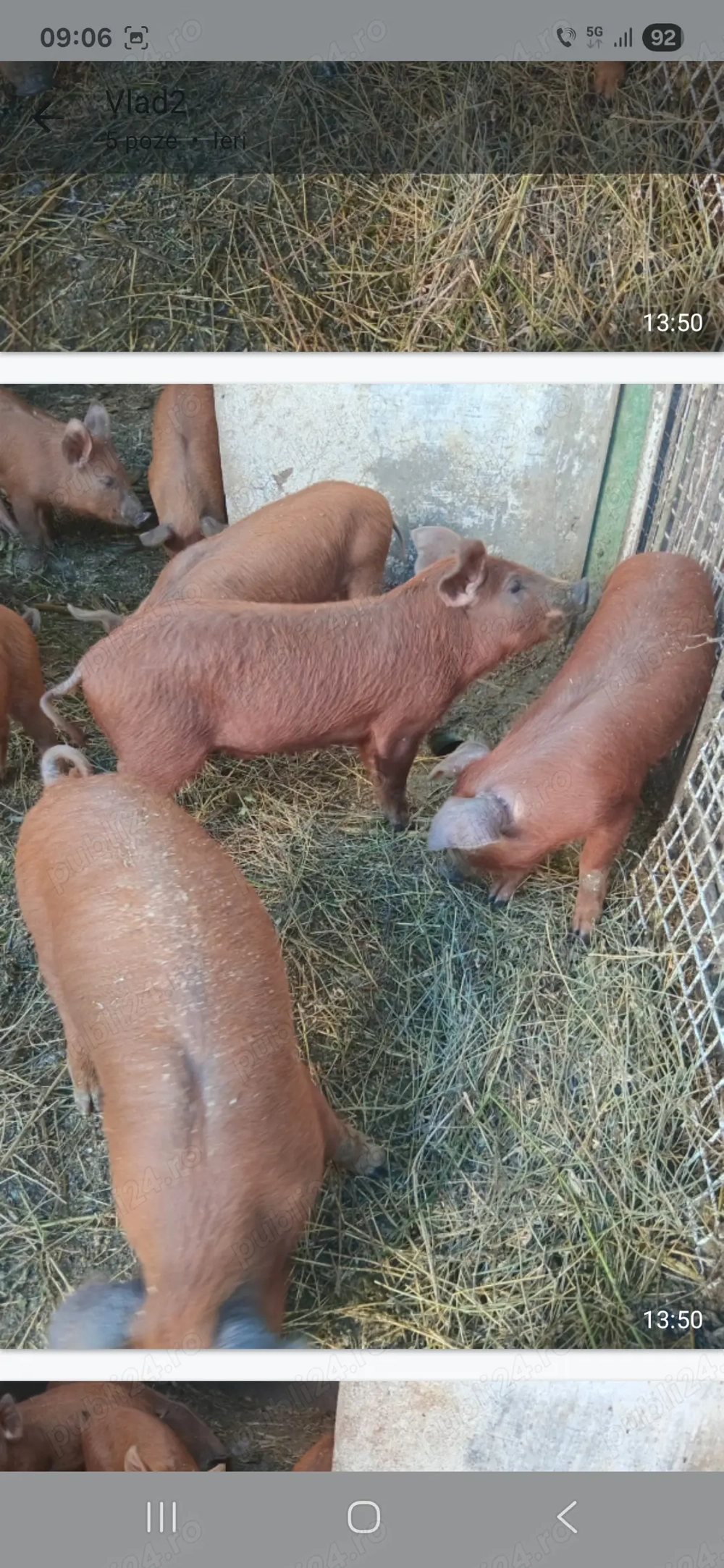 Purcei duroc 10 saptamani  Purcei duroc 10 saptamani