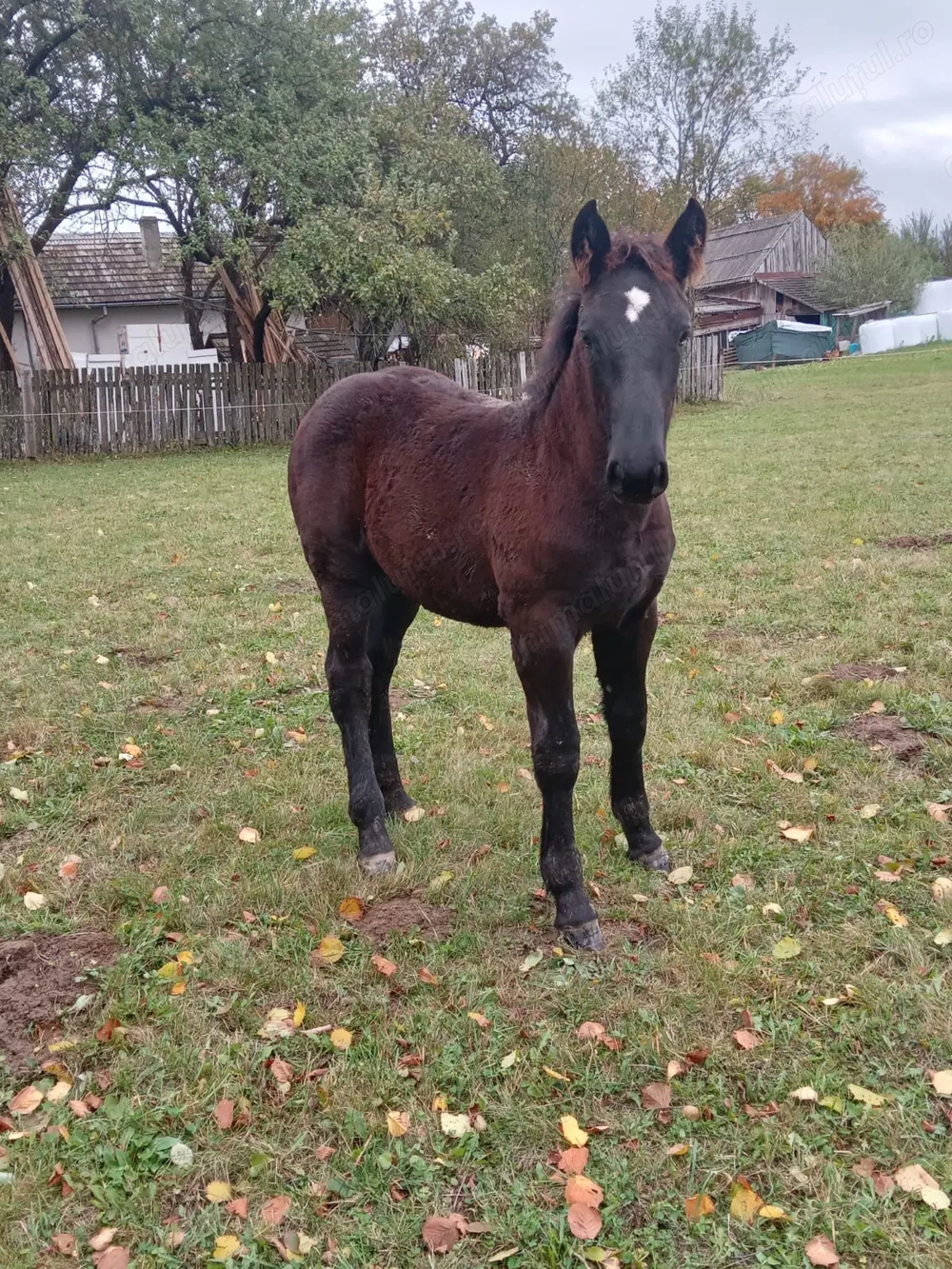 Armasar negru tintat Armasar negru tintat