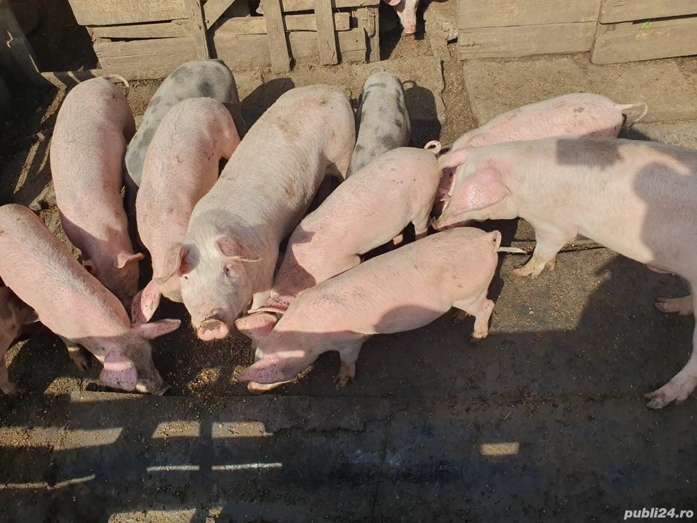 Porci sacrificat si crescut